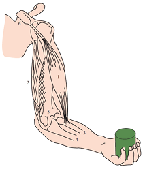 160_A standard man holds the upper arm vertical.png